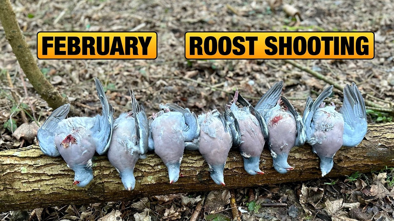 Охота на оленей Roost!!! Февральская охота на оленей Roost