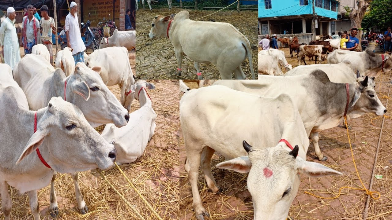 POLERHAT AR SUNDOR BENO COWS ||TRENDING BEAUTIFUL COWS SALE VIRAL