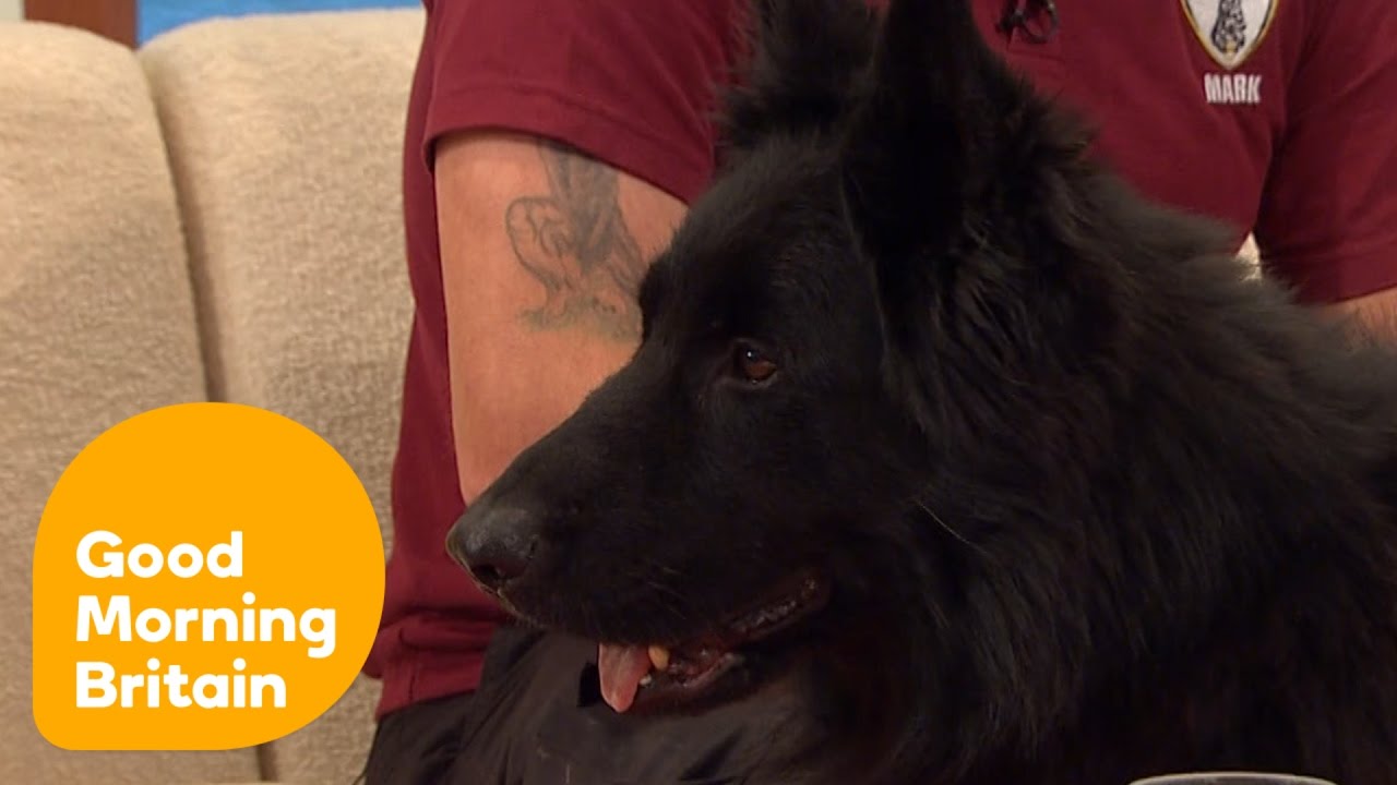 Should Police Dogs Have the Same Rights As Officers? | Good Morning Britain