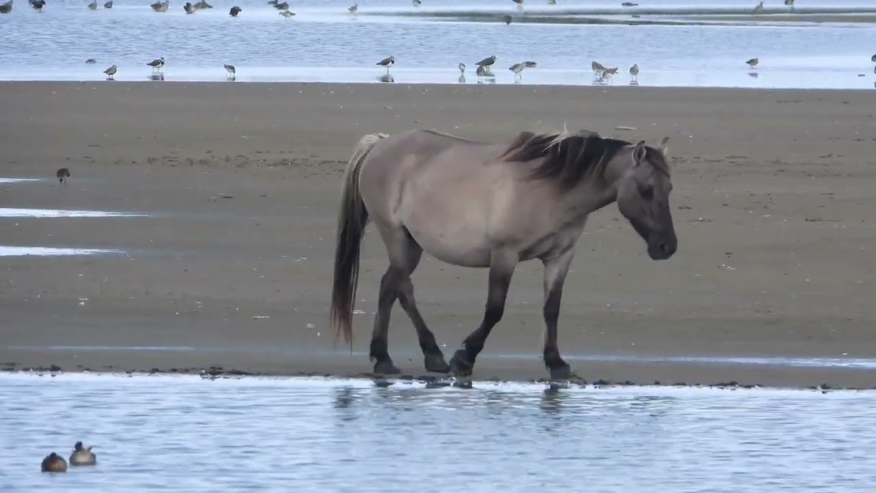 Koniks and other horse breeds
