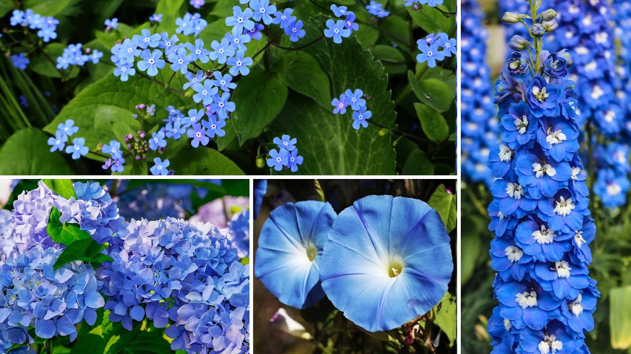 Best Blue Plants With Names | Blue Color Flowers