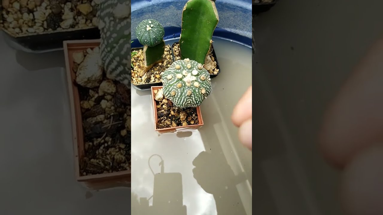 Fumigando injertos de cactus por inmersión para eliminar plagas en el jardín
