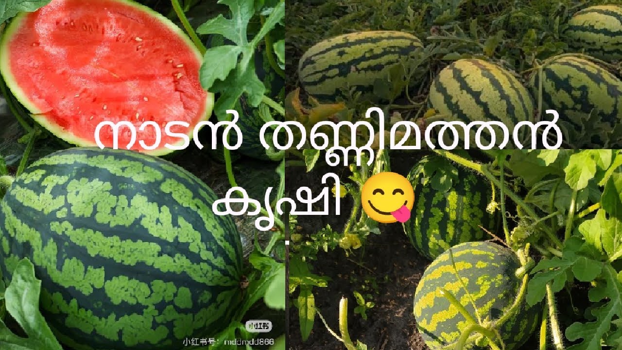തണ്ണിമത്തൻ കൃഷി കണ്ടാലോ 🍉🍈#trending#keralafarming#watermelon #farming #@minhaayrin