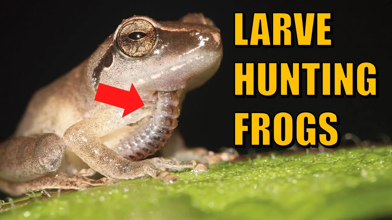 Tiny Predator, Giant Prey  The 2cm Insect's Technique for Eating Large Frogs!