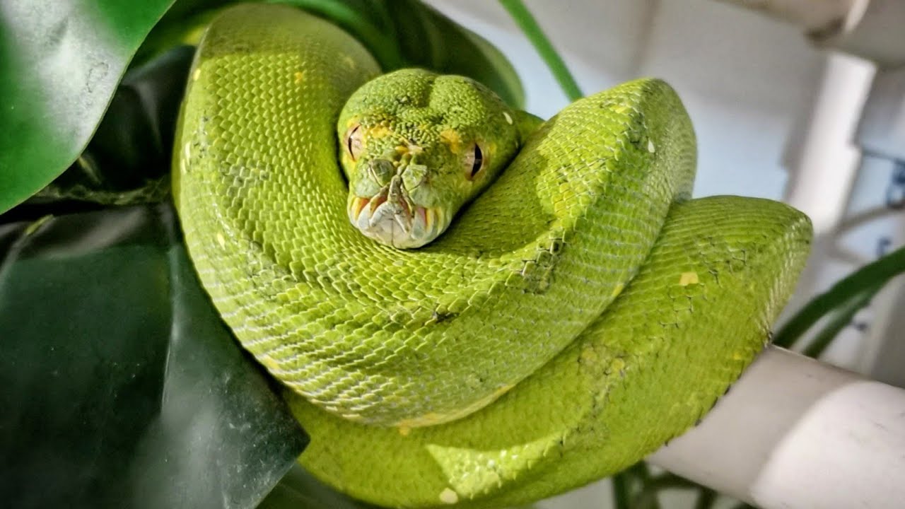 Los pitones de Reptilia!