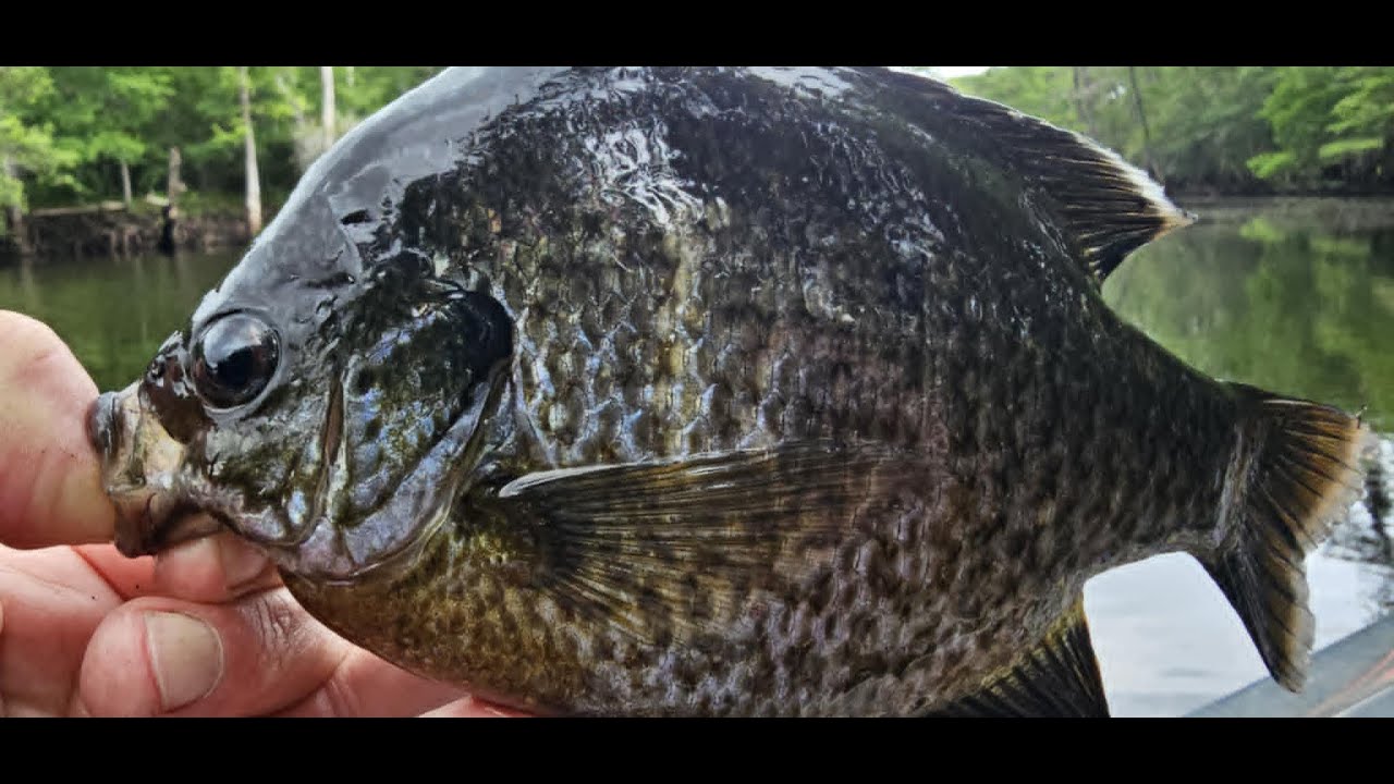 Carolina Bluegill Fishing.