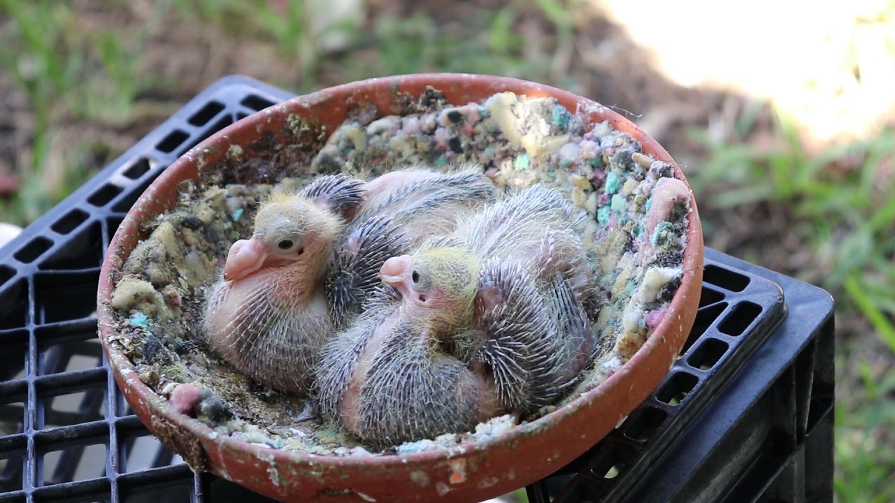 Palomas buchonas; 27/10/21,cuidado de los pichones.
