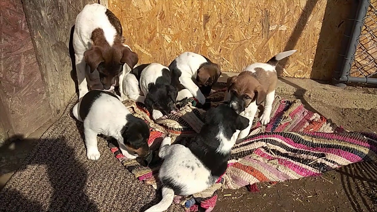 Foxterrier kiskuty&aacute;k (smooth fox terrier puppies) 2021.03.07.