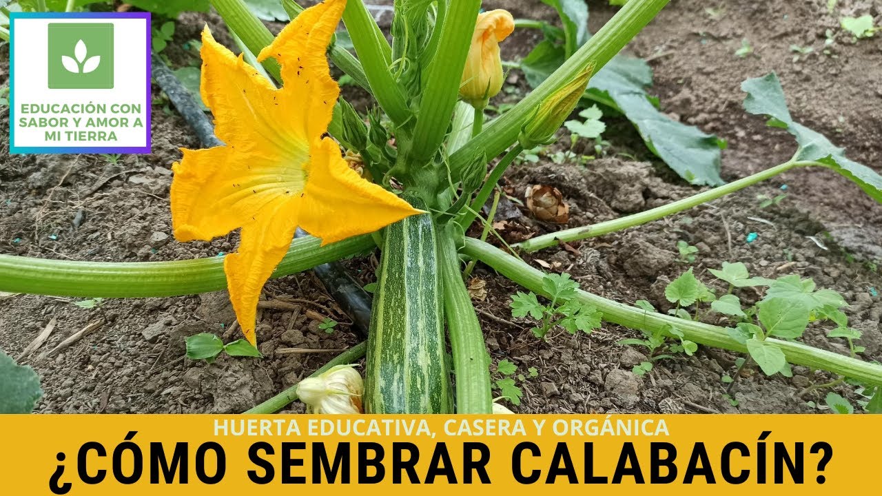 CÓMO SEMBRAR CALABACÍN