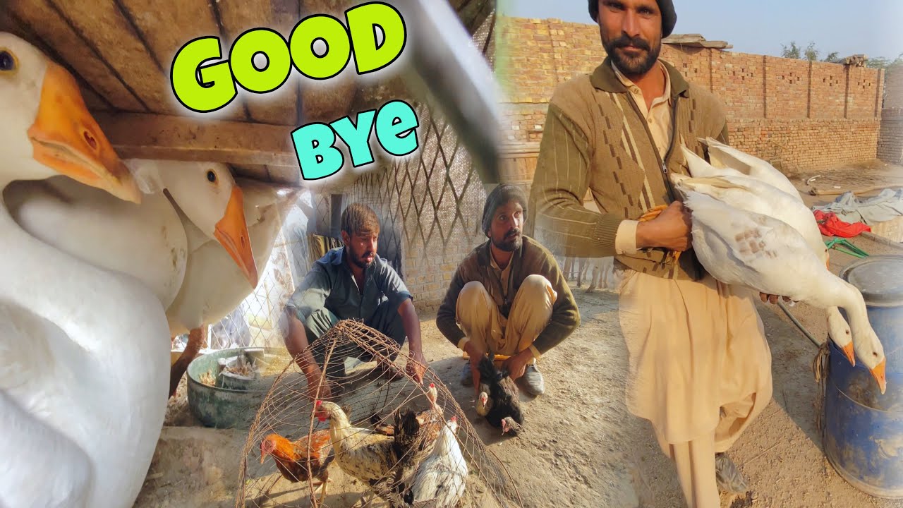Meri Ducks Aaj Chali Gai 😢🪿 | Ducks De Kar Murgiyan Le Li