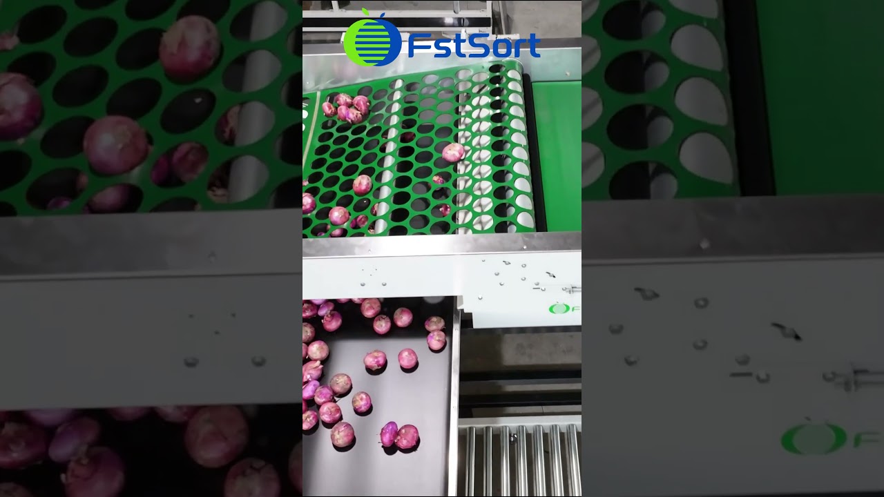 Sorting machine for onion potato garlic,onion grading and packing line,onion processing equipment