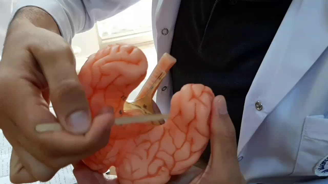 Limbik Sistem Anatomisi(Hipokamp&uuml;s) - N&ouml;roanatomi-4