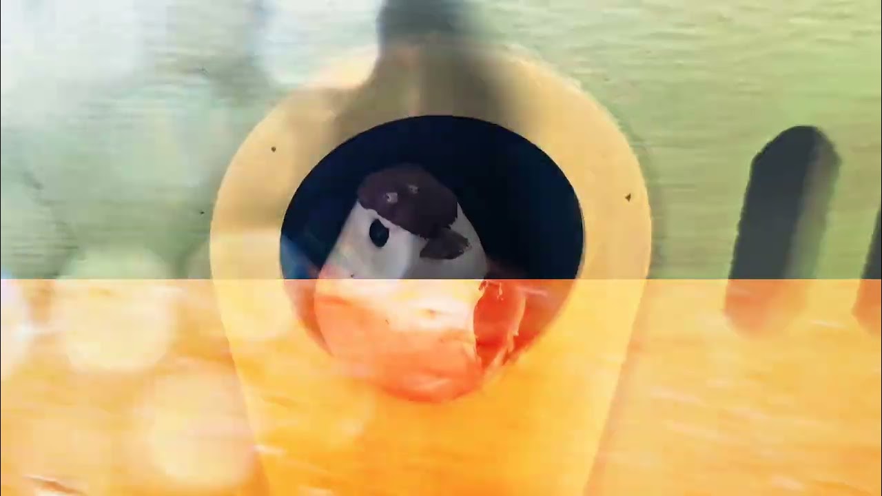 February 6th Experiment in Sight/Sound