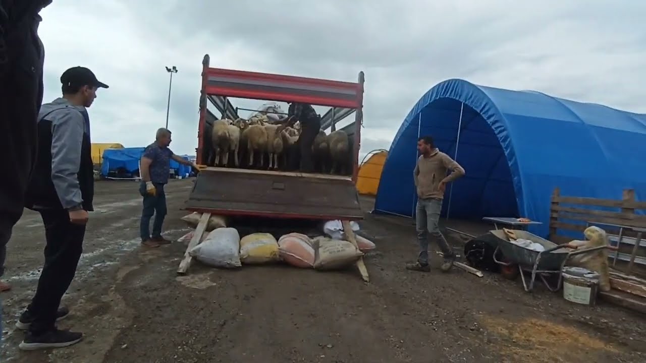 Kurbanlıklarımız Ankara'ya Geldi!! Çadır Kurulumu!! Yağmurlu Hava!! Kurbanlıklarımız#kurban#bağlum