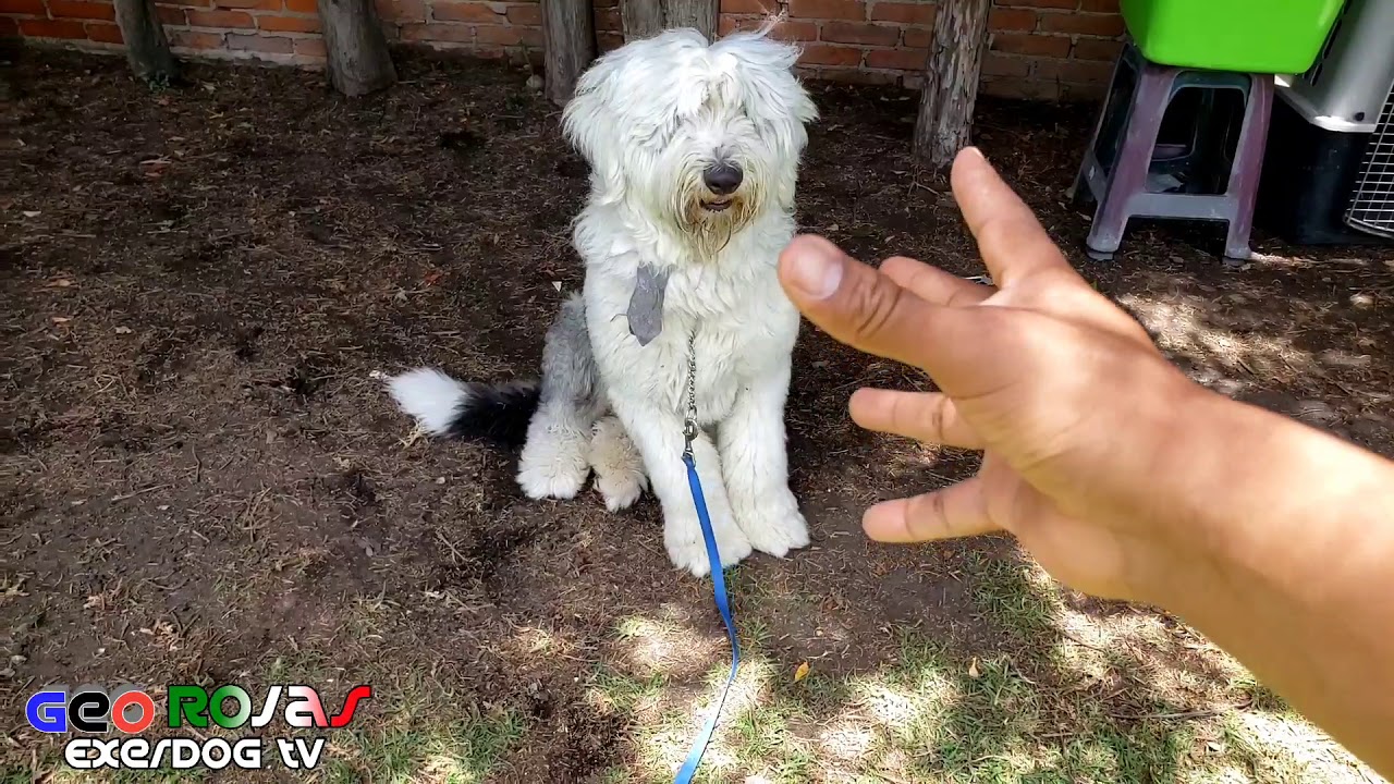 Cómo SOCIALIZAR a un PERRO SORDO.