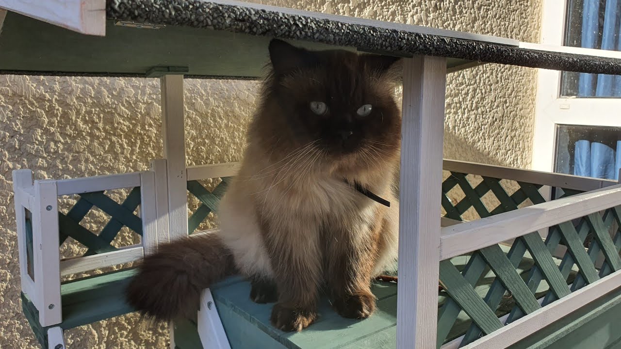 Construire une maison pour chat aniOne
