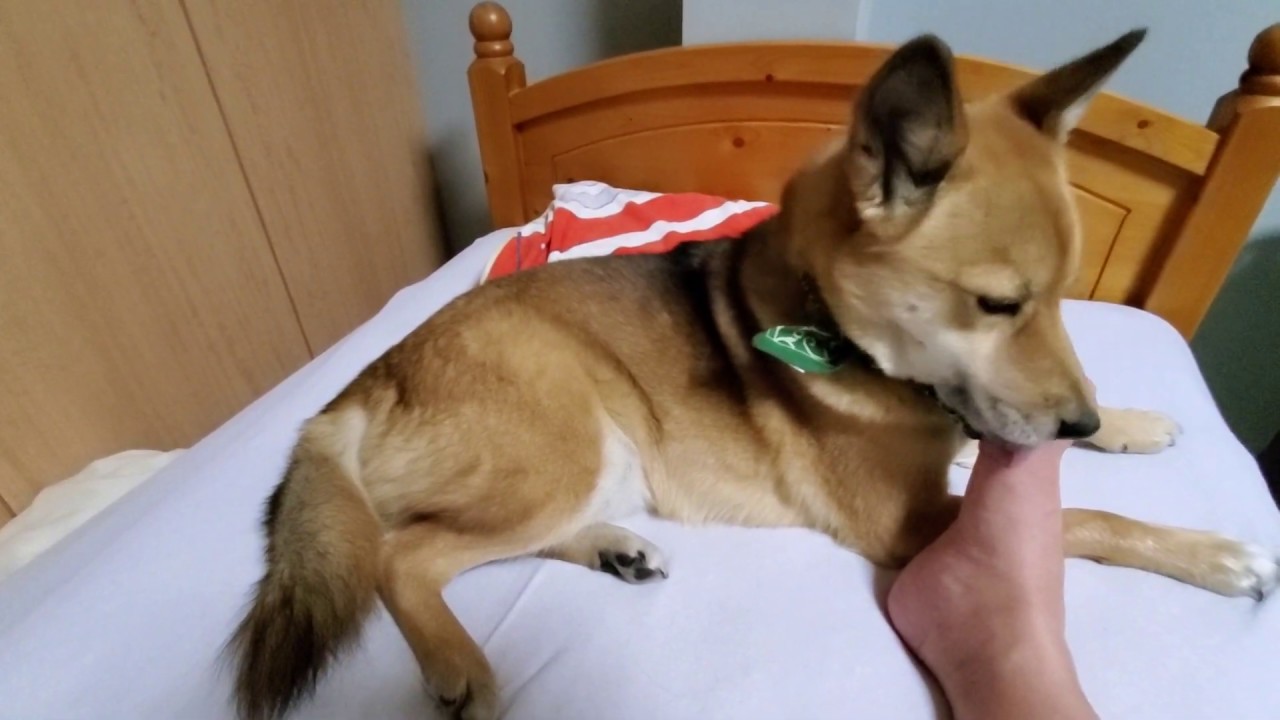 ⑨足舐め大好き犬ノグリはベッドで舐める！　Dog Noguri who loves licking feet licks in bed!　다리 핥아 사랑 犬狸 침대에서 핥는 다!