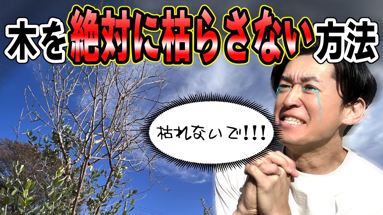 【不安】植えた後に調子が悪くなった、、植え付け後の木は「枯らさない法則」でもう不安になることはありません。