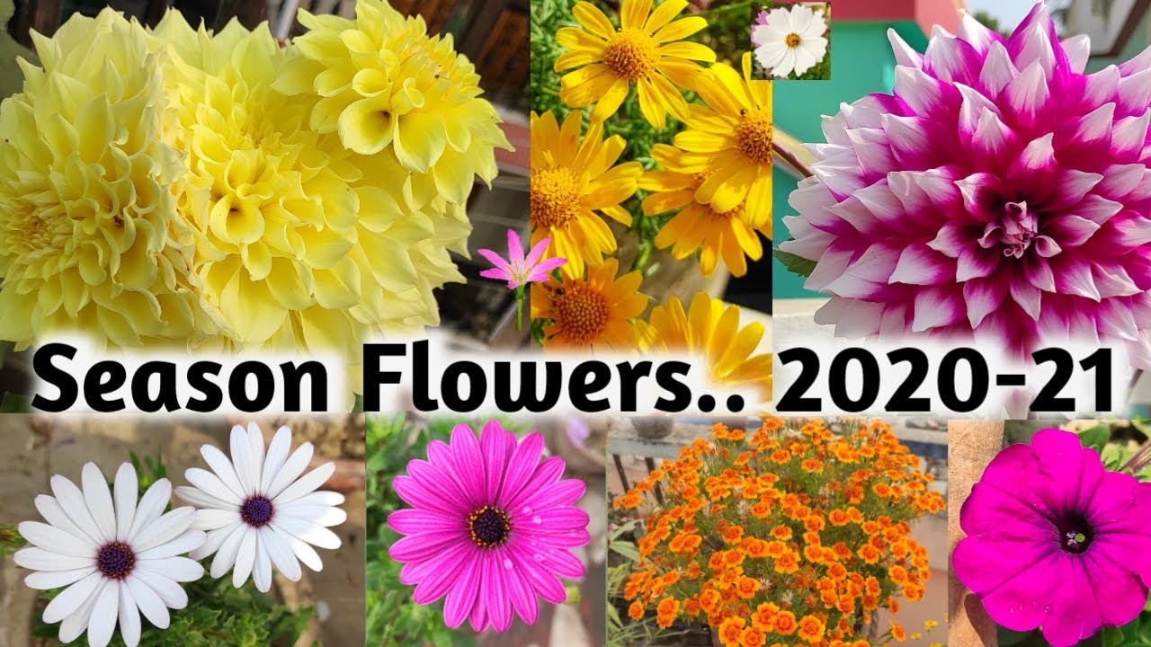 SEASON FLOWERS IN WINTER (2020-21)