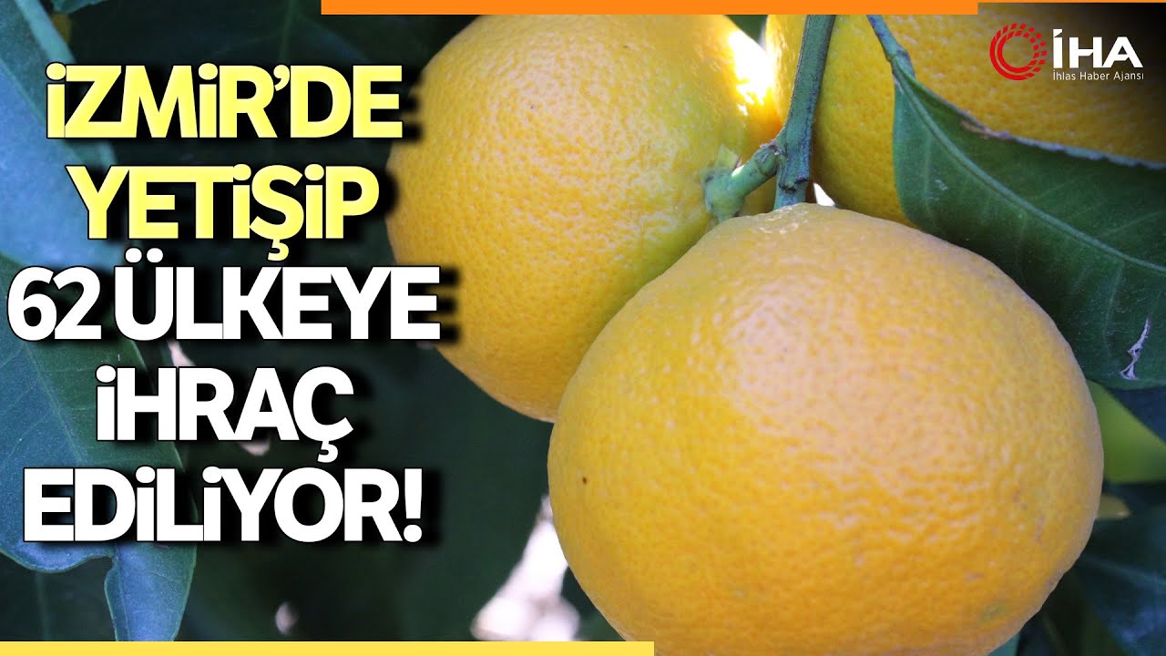 Sarı Altın Satsuma Mandalinasında Hasat Zamanı