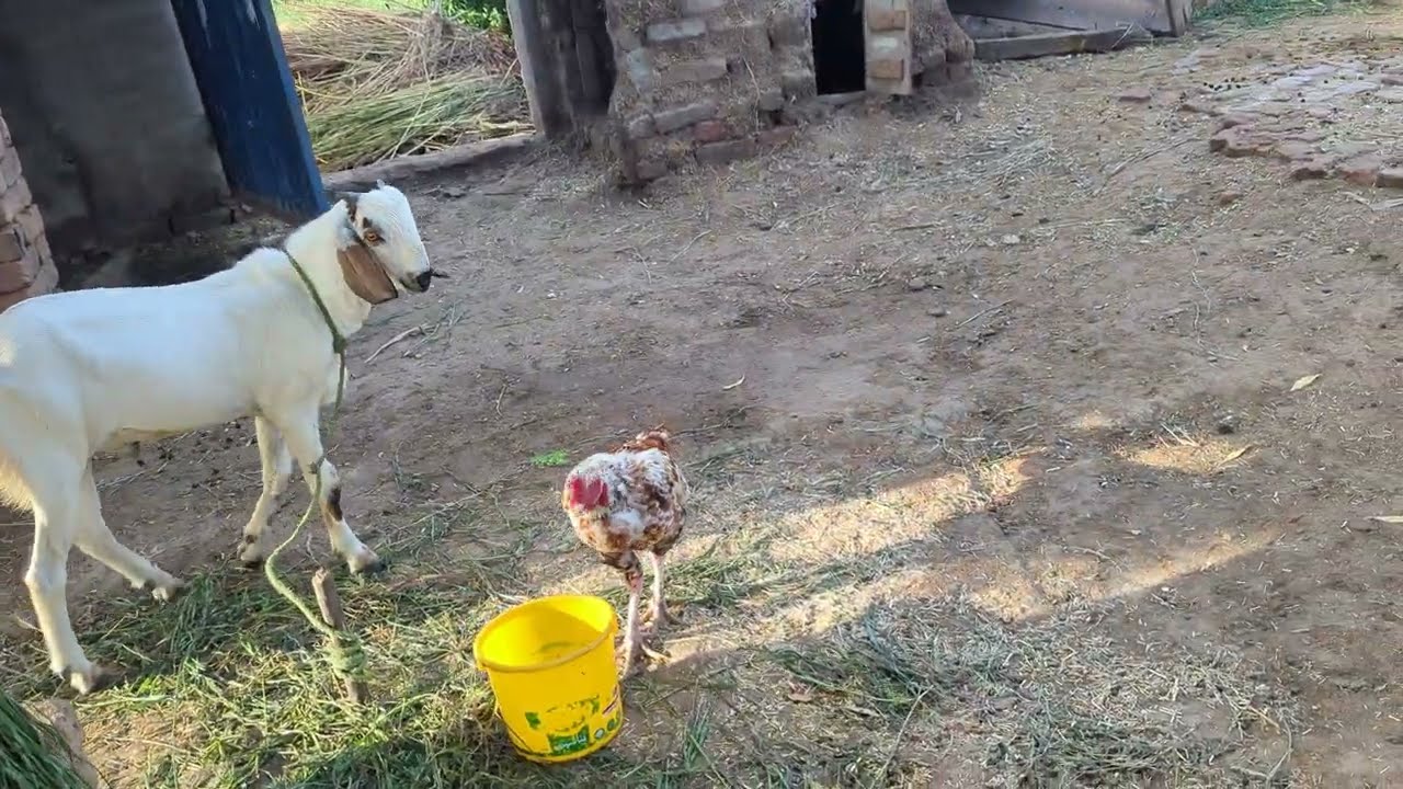 #rooster #hero #vilenmusicofficial 