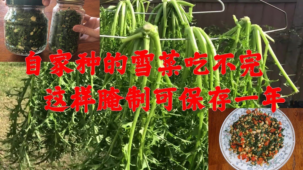 自家种的雪菜吃不完, 这样腌制可保存一年