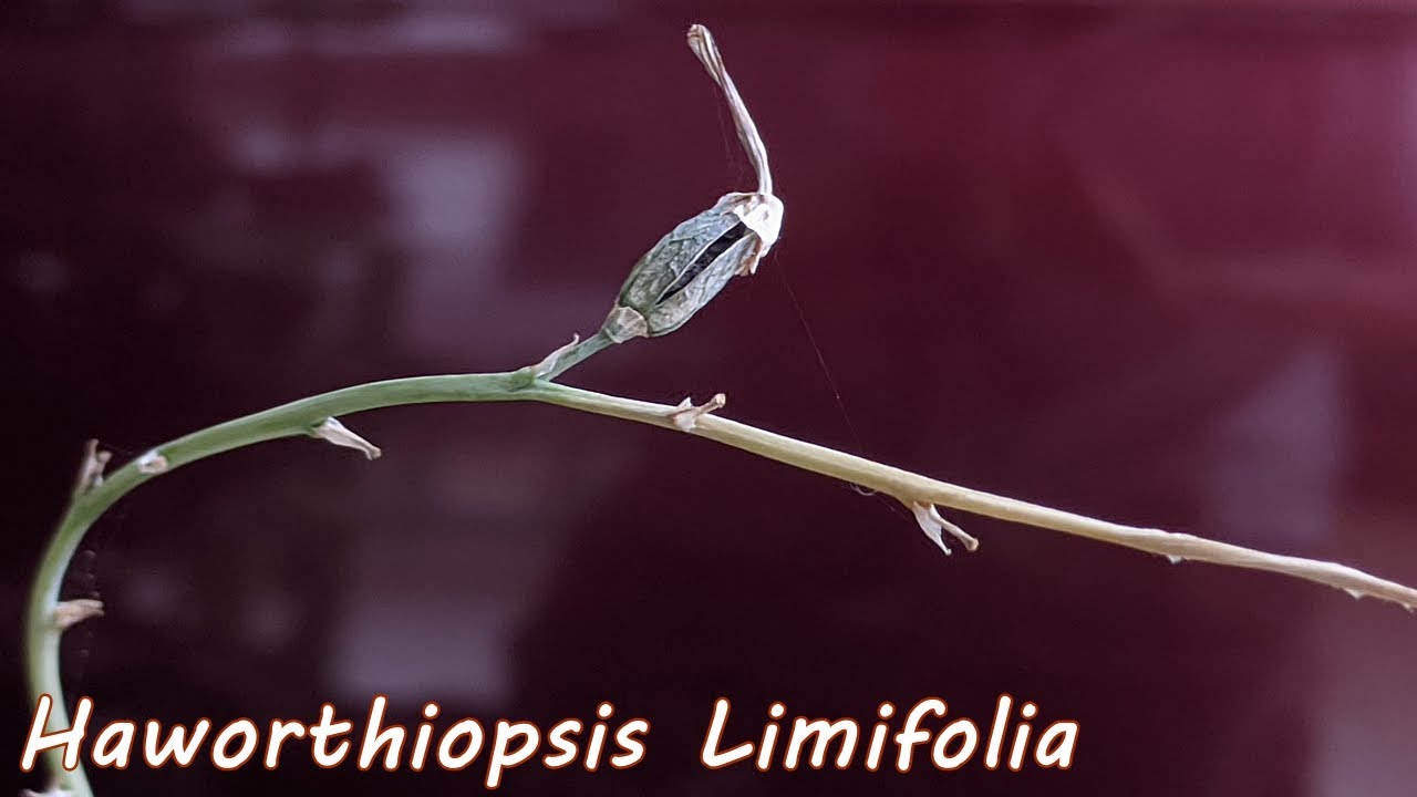 Harvest and Grow Haworthia Limifolia from Seed (aka Haworthiopsis Limifolia)
