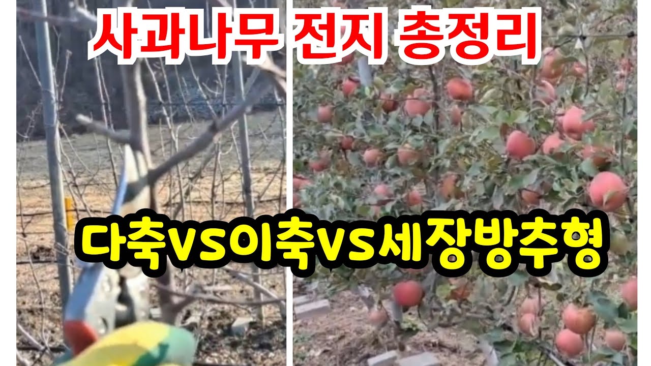 사과 전지법 완전 정리 (다축 vs 이축 vs 세장방추형 vs 어린나무 )
