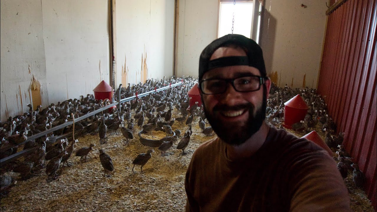 Pheasant Farm Tour 2021!!! (Brooder to Flight Pens)