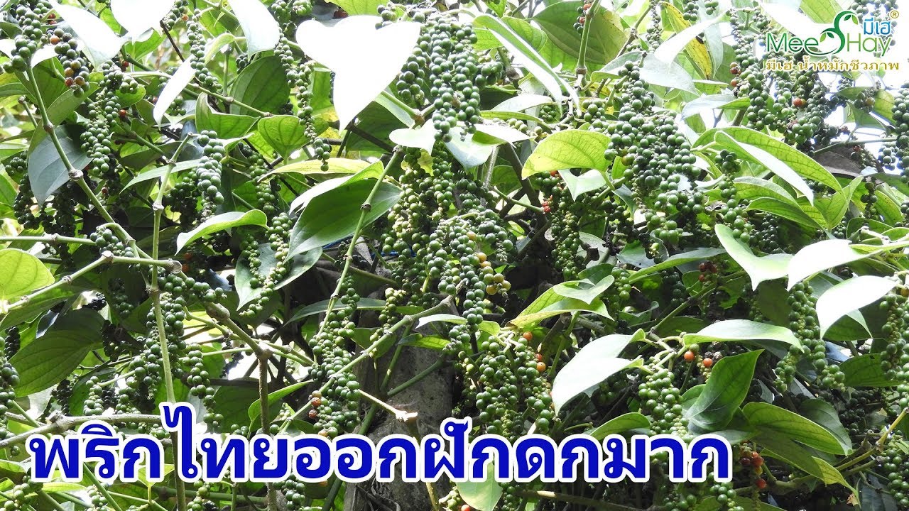 พริกไทยออกฝักดกมาก พริกไทยซีลอน พริกไทยซาราวัค ดกจนน้ำตาไหล