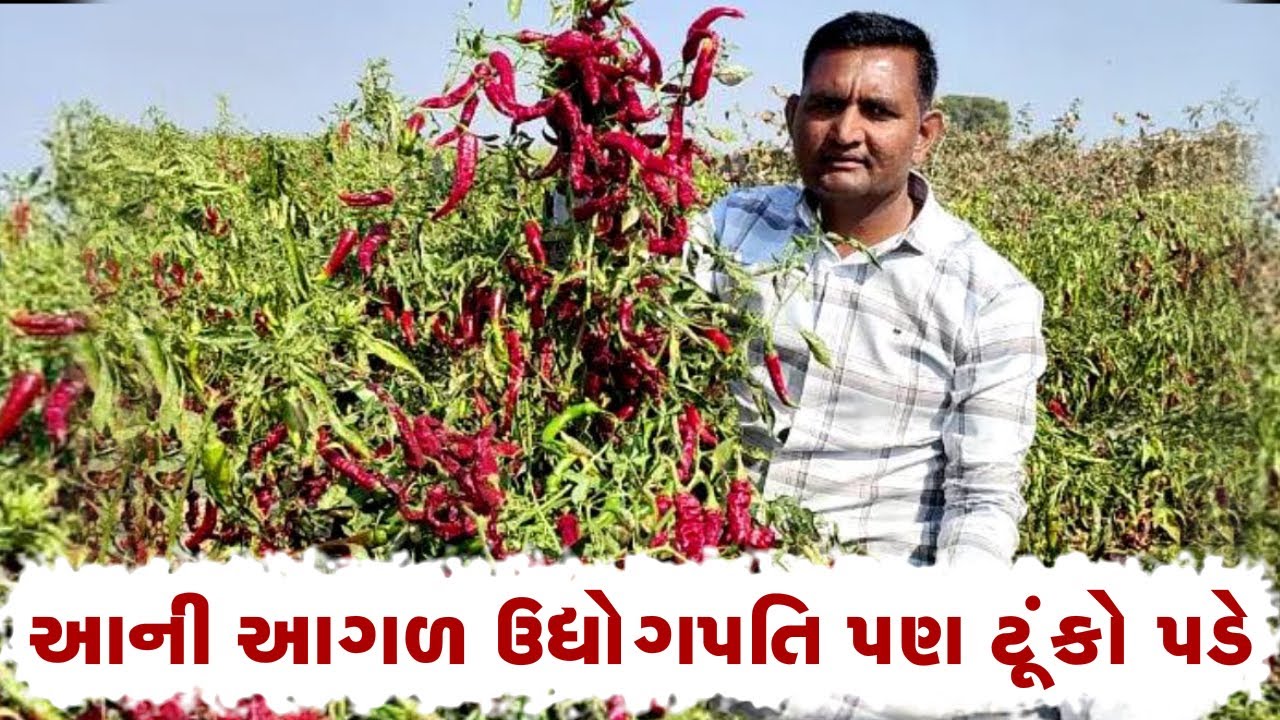 1 વિધામાંથી  3 લાખની આવક ll દુનિયાના અનેક દેશમાં નિકાસ ll   મરચાની ખેતી કરતા કરોડપતિ નંબર -૧ ખેડૂત..