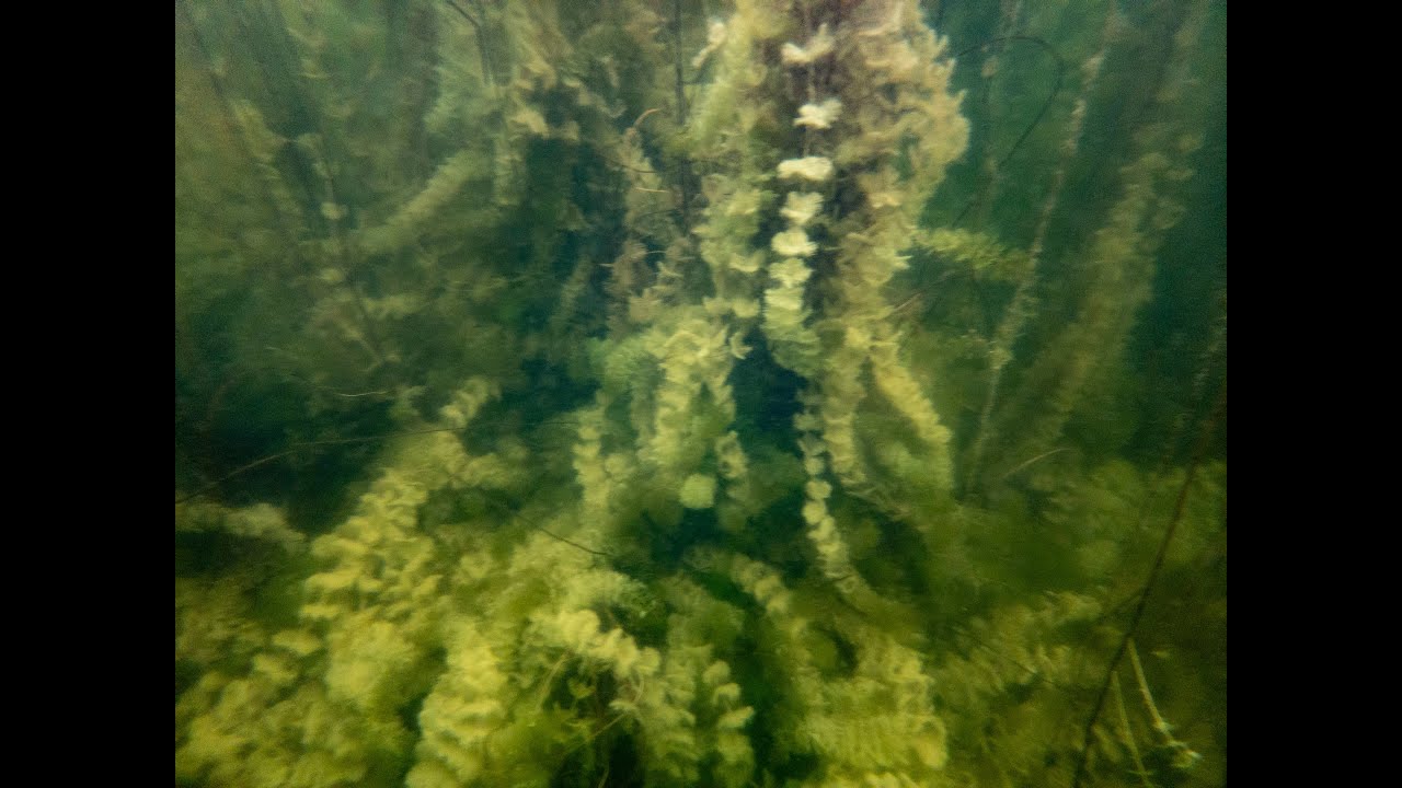 over and under the water - paddleboarding