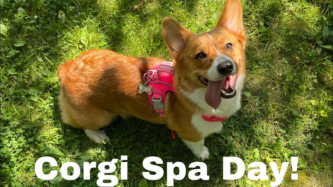 Corgi Spa Day!