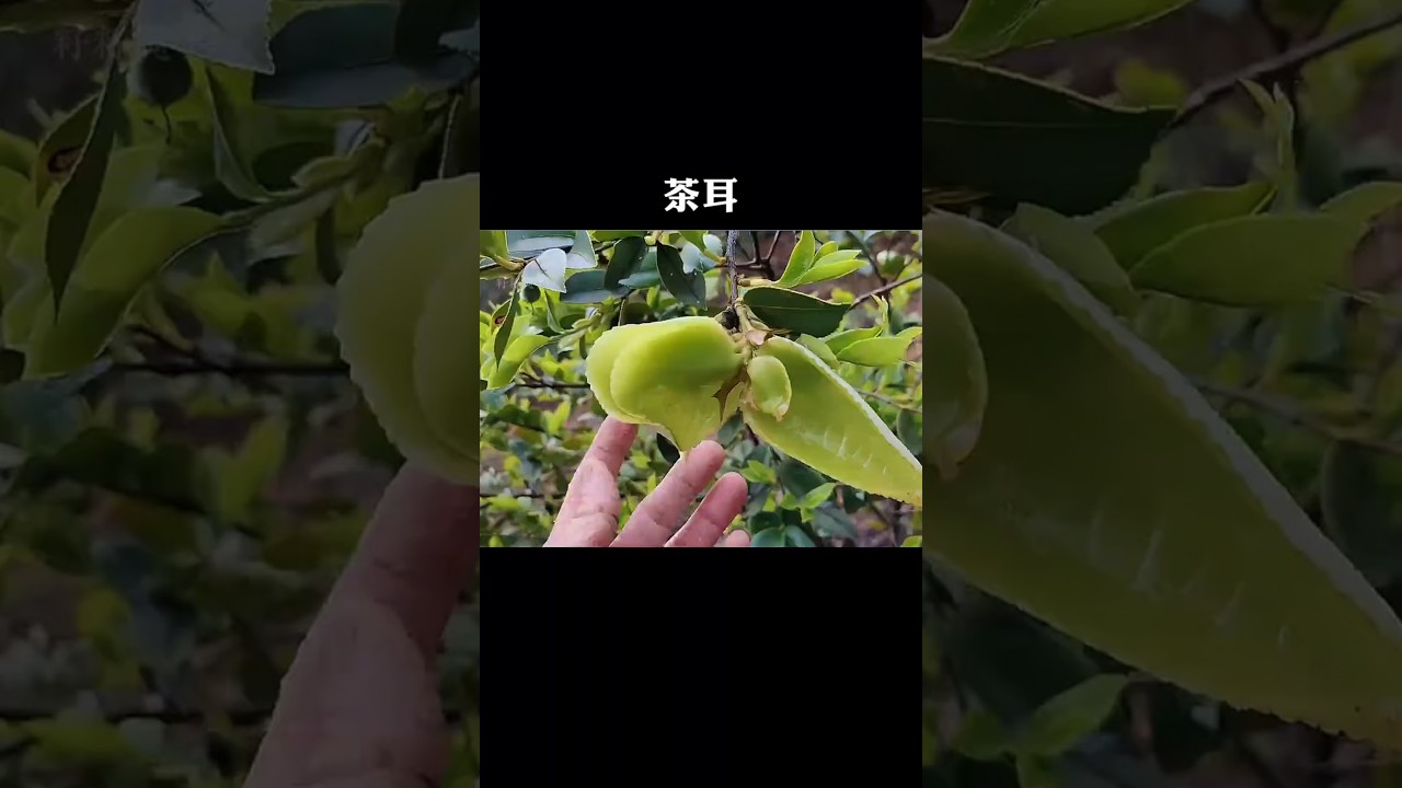 你小时候吃过茶耳吗？ #茶耳 #知识迎新年 #年味早点办
