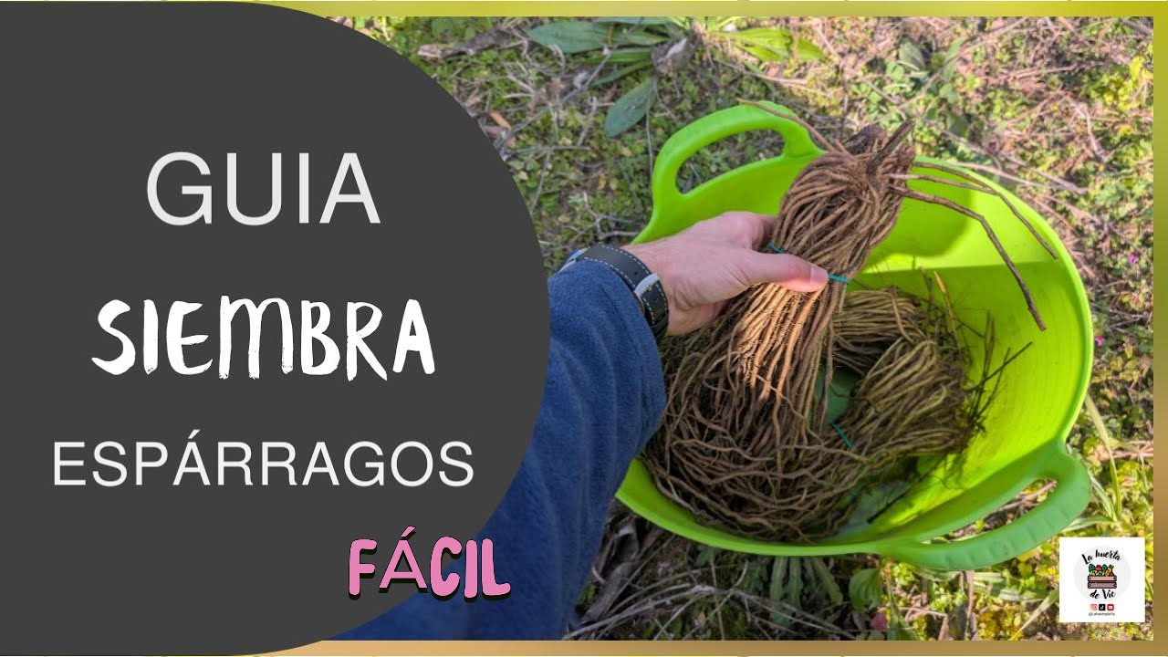 Cómo sembrar espárragos: Guía completa para cultivar espárragos #siembradeesparrago #cultivo #guia
