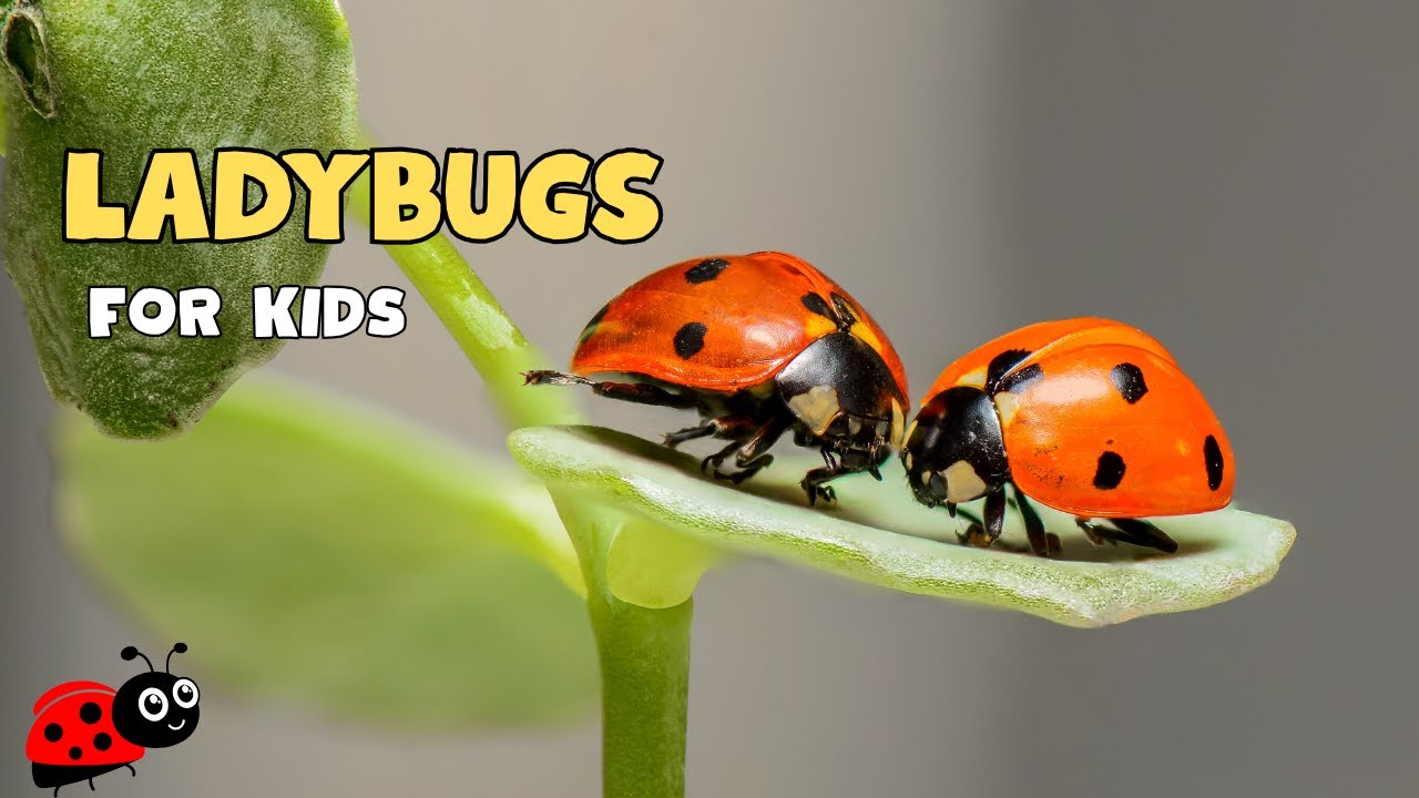 Ladybug Facts | Educational Video for kids