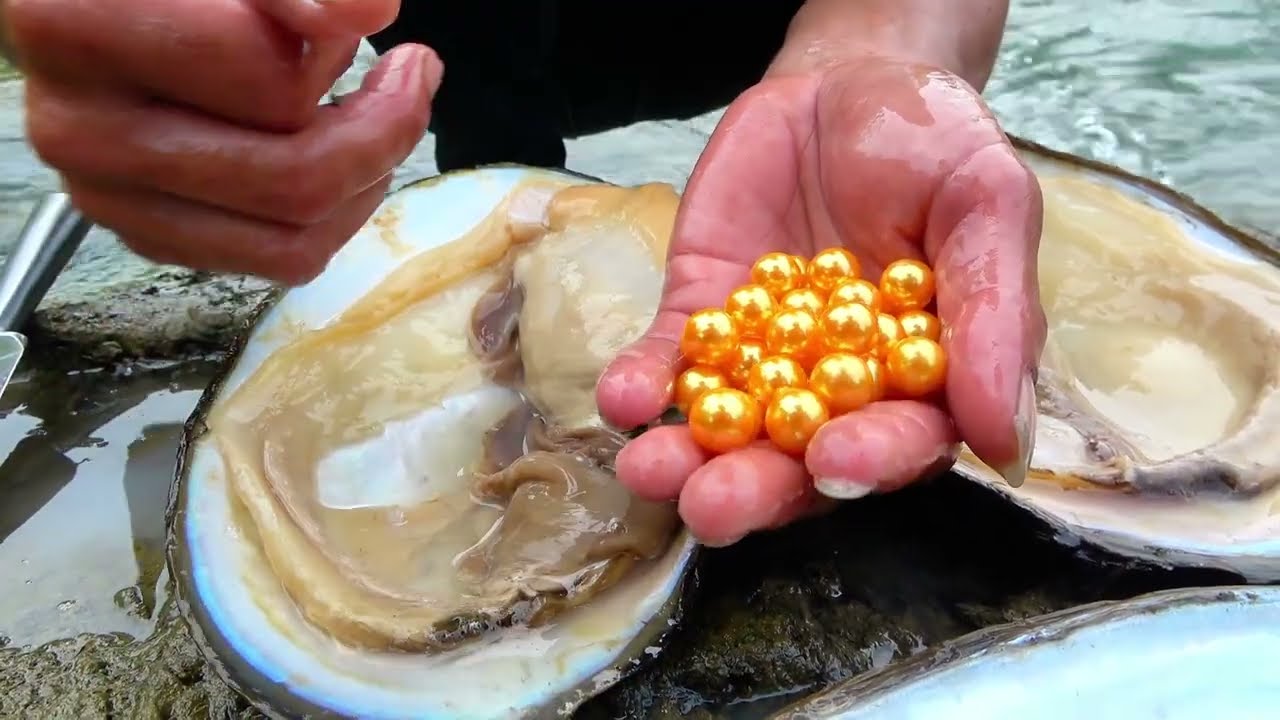 1😚🔮 Pearl Prophecy Fulfilled: Girl’s Daring Clam Opening Awakens Dormant World of Radiant Light