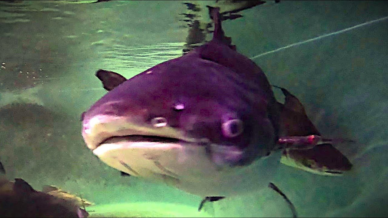 Our biggest fish by weight 11yo 4ft Paroon Shark Catfish. Paroon stories.