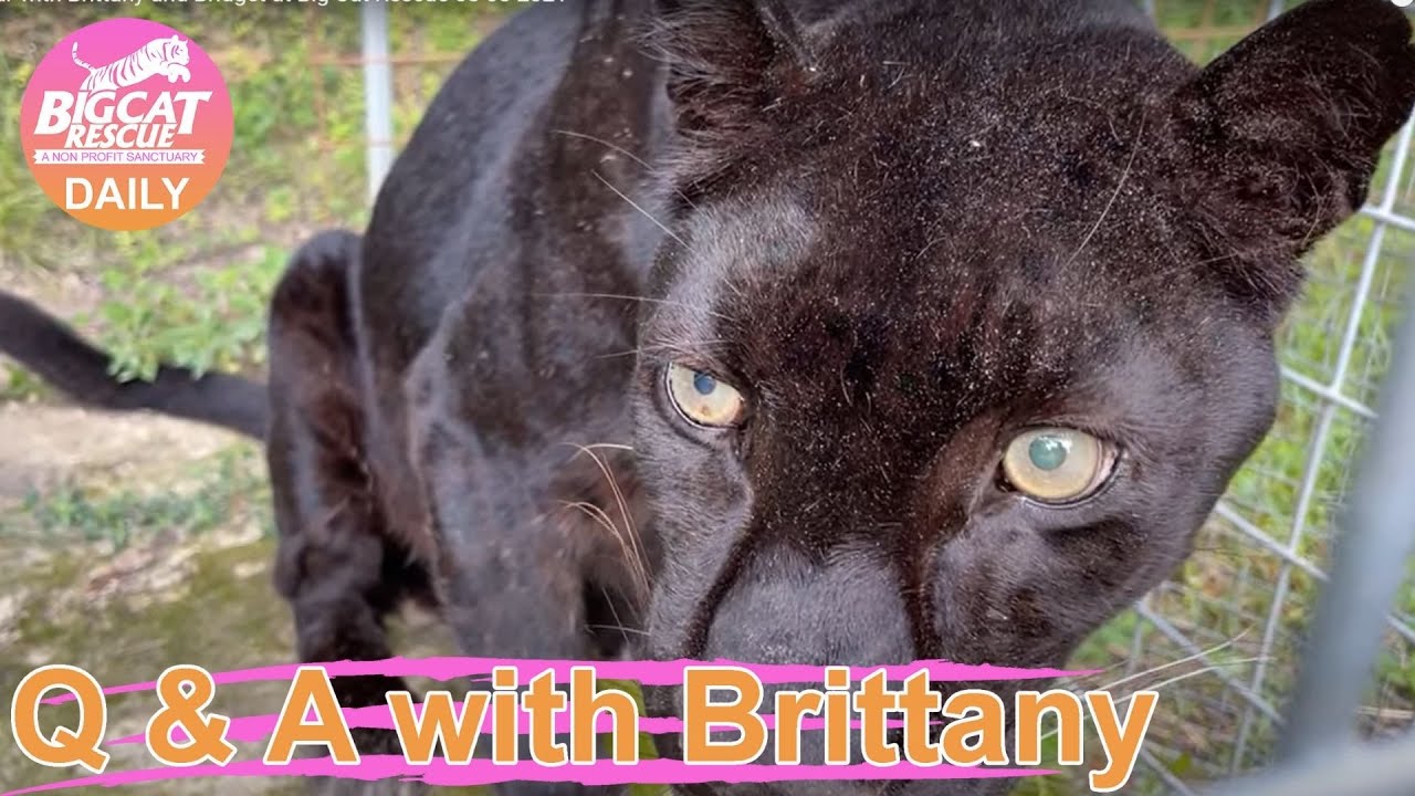 Feeding Tour with Brittany and Bridget at Big Cat Rescue 08 08 2021