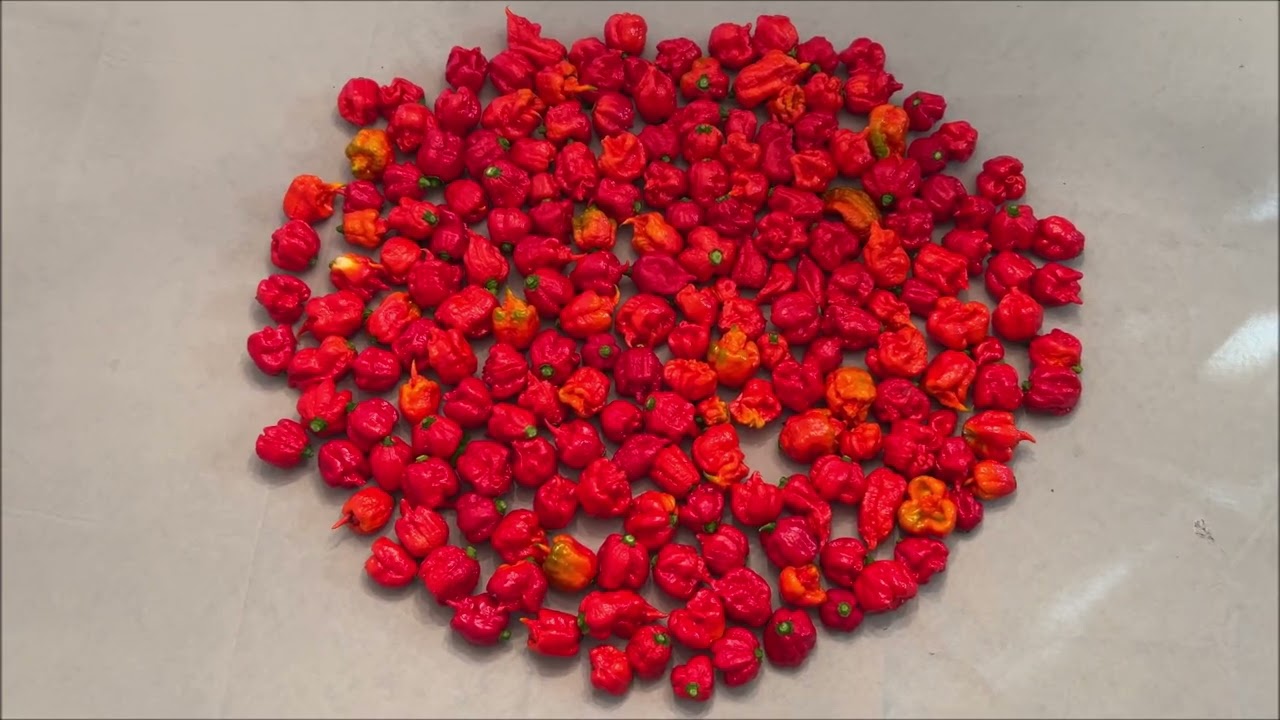 Carolina Reaper peppers I harvested.  About 2 1/2 pounds.  October 2025