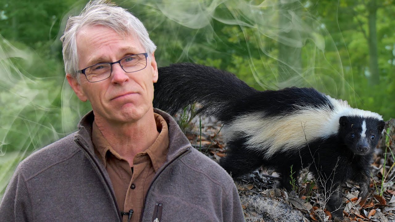 Who Brought Skunks to PEI?