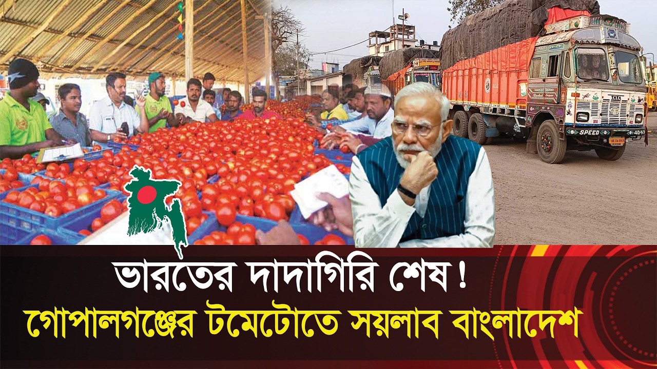 ভারতের দাদাগিরি শেষ !! গোপালগঞ্জের টমেটোতে সয়লাব বাংলাদেশ !! Tomato- Bangladesh