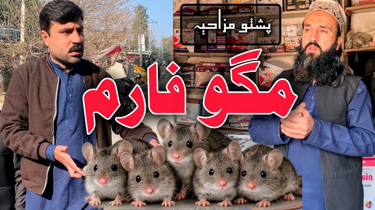 Faram Taba Sho | Pashto Funny Video | Pashto Comedy Video By BD Vines 2026 #bdvines