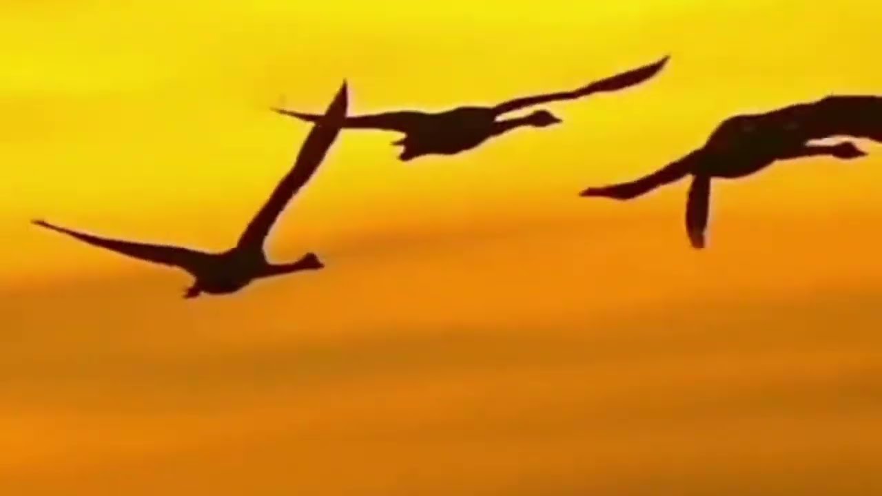 Lindas paisagens para relaxar 