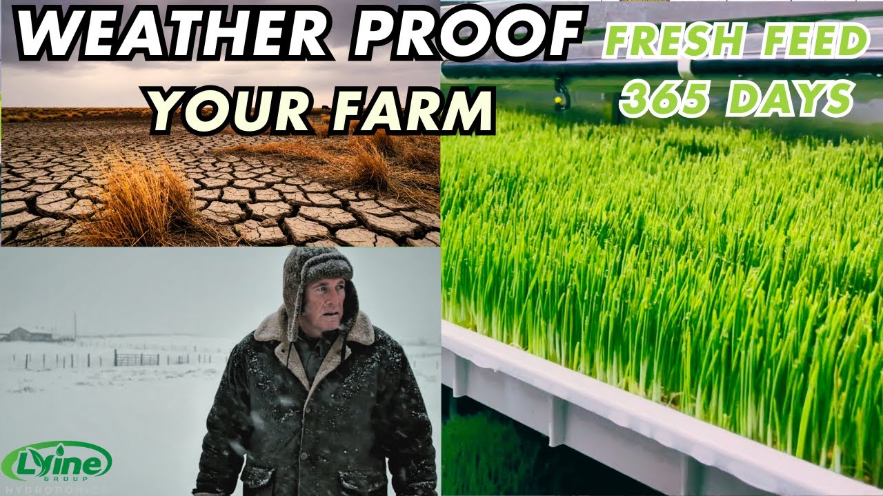 Commercial 40ft Hydroponic Fodder Container: Fresh Feed in 7 Days (Year-Round)
