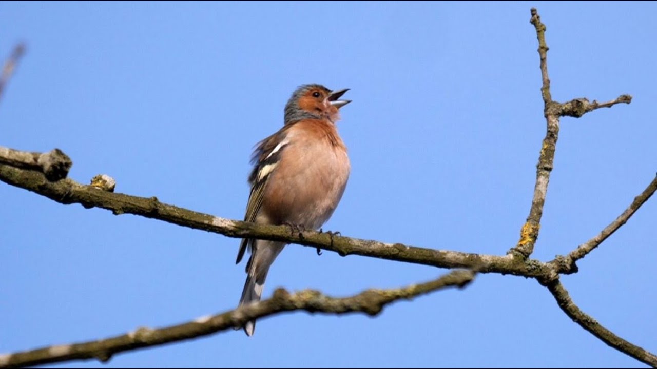 Chaffinch Singing