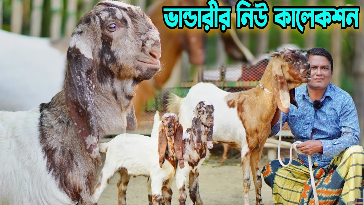 ভান্ডারী গোট ফার্মে নতুন কালেকশন। গাভীন ছাগল। বাচ্চা সহ মা ছাগল। পাঠা। খাসি বাচ্চা। Goat Price