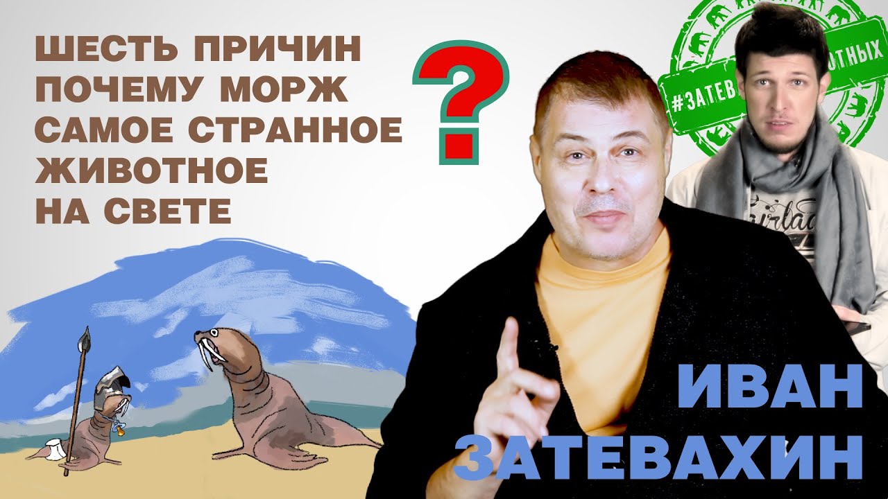 07 || Шесть причин почему морж самое странное животное на свете || Затевахин о Животных