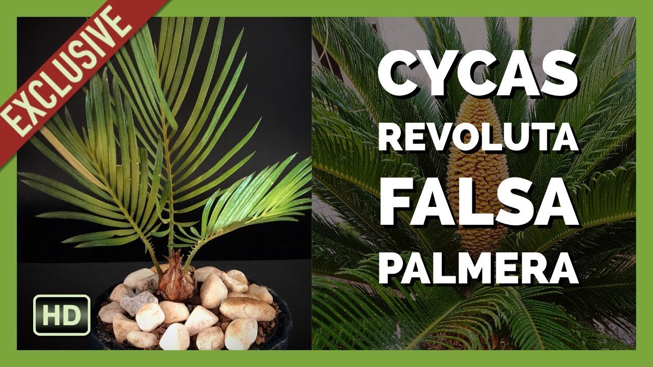 Bonsai Cycas Revoluta