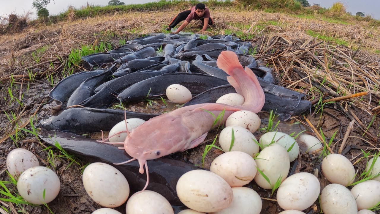 Catching Giant Catfish in the Mud by Hand to Sell at Market